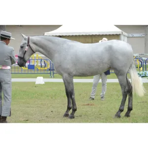 Yegua PRE Lavanda SB