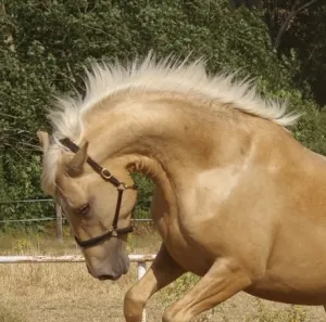 Potro PRE palomino