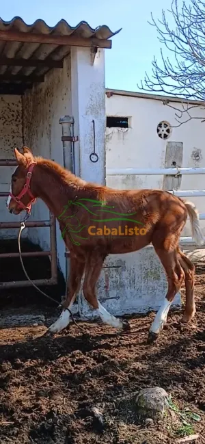 Potro cruzado