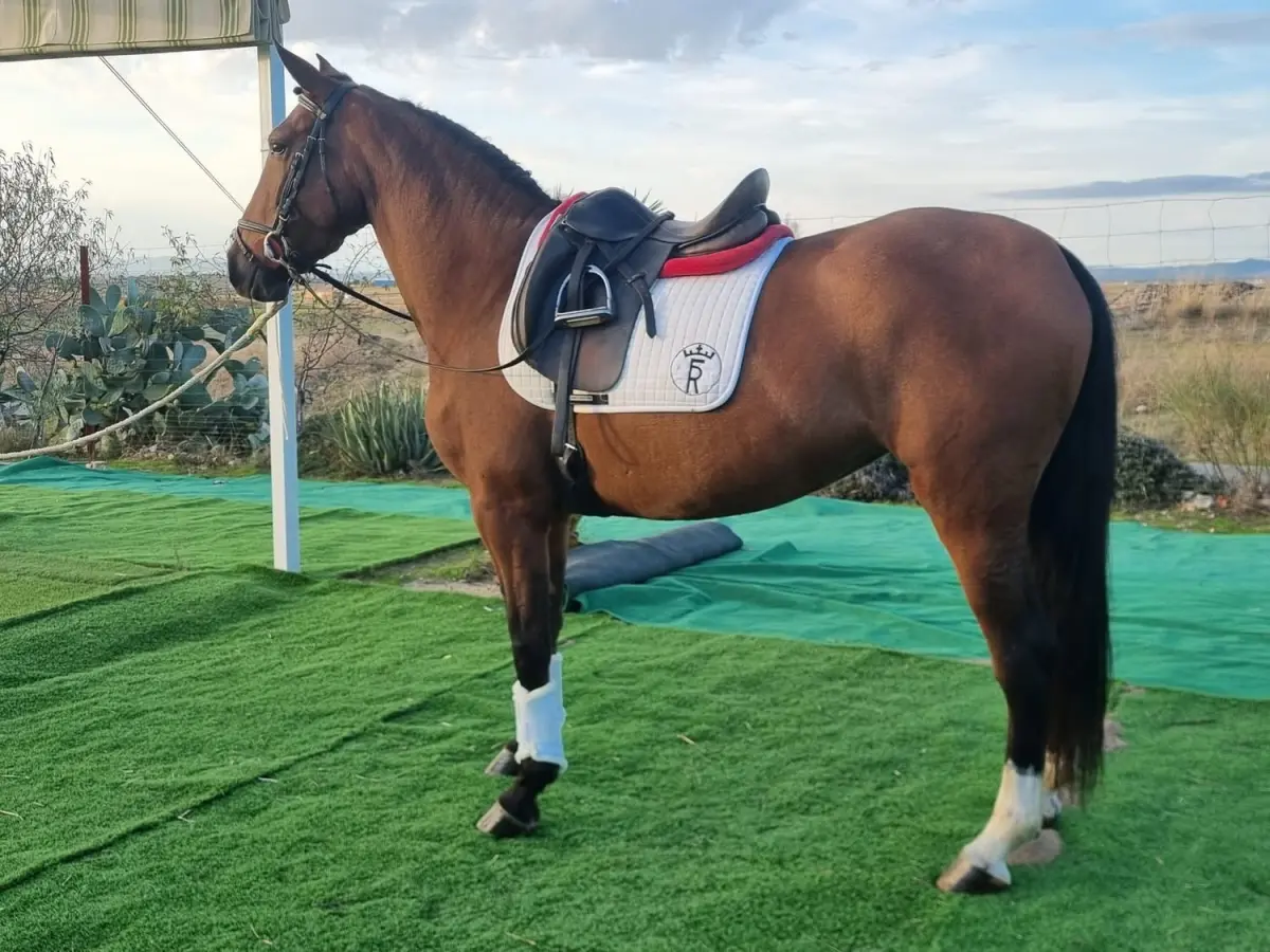 ✨ Yegua Pura Raza Española – 5 Años, 1.60 m de Alzada y Súper Noble 🇪🇸