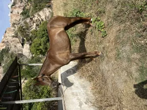 Yegua 5 años