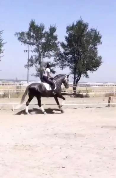 Línea Impaciente II. Buenas capacidades para Alta Escuela.