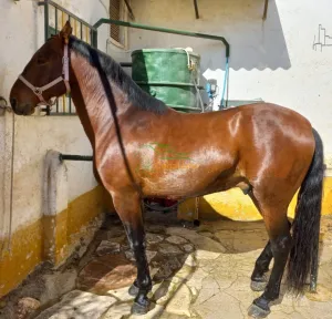 Caballo pre.castrado montado y enganchado