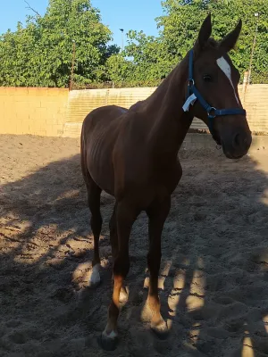 Caballo Anglo-hispano-arabe