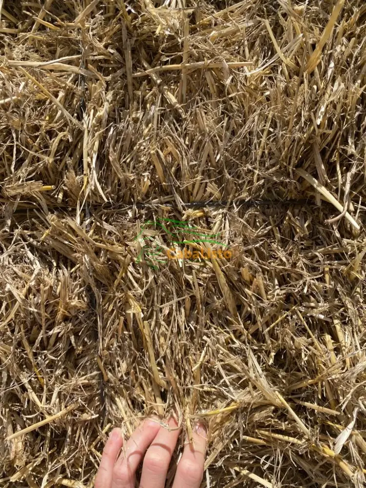 Paja , heno , alfalfa y piensos