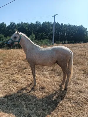 Se vende o se cambia potro cremello