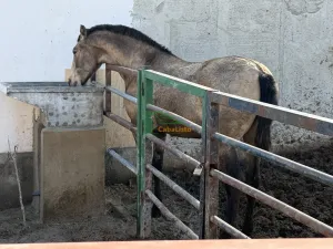 Potra PRE Baya