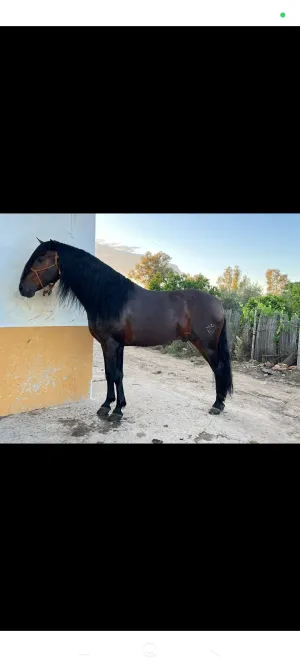 Caballo PRE de 5 años recién hechos, manso y guapo metido en eventos con más caballos