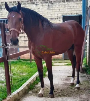 Lusitano