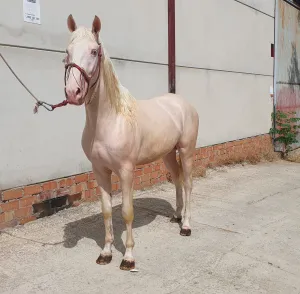 Se vende potro albino 3 años  1.56 ramaleado
