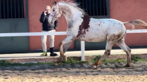 SEMENTAL APPALOOSA CENTROEUROPEO 174 DE ALZADA, BASE ALAZANA ee, Aa