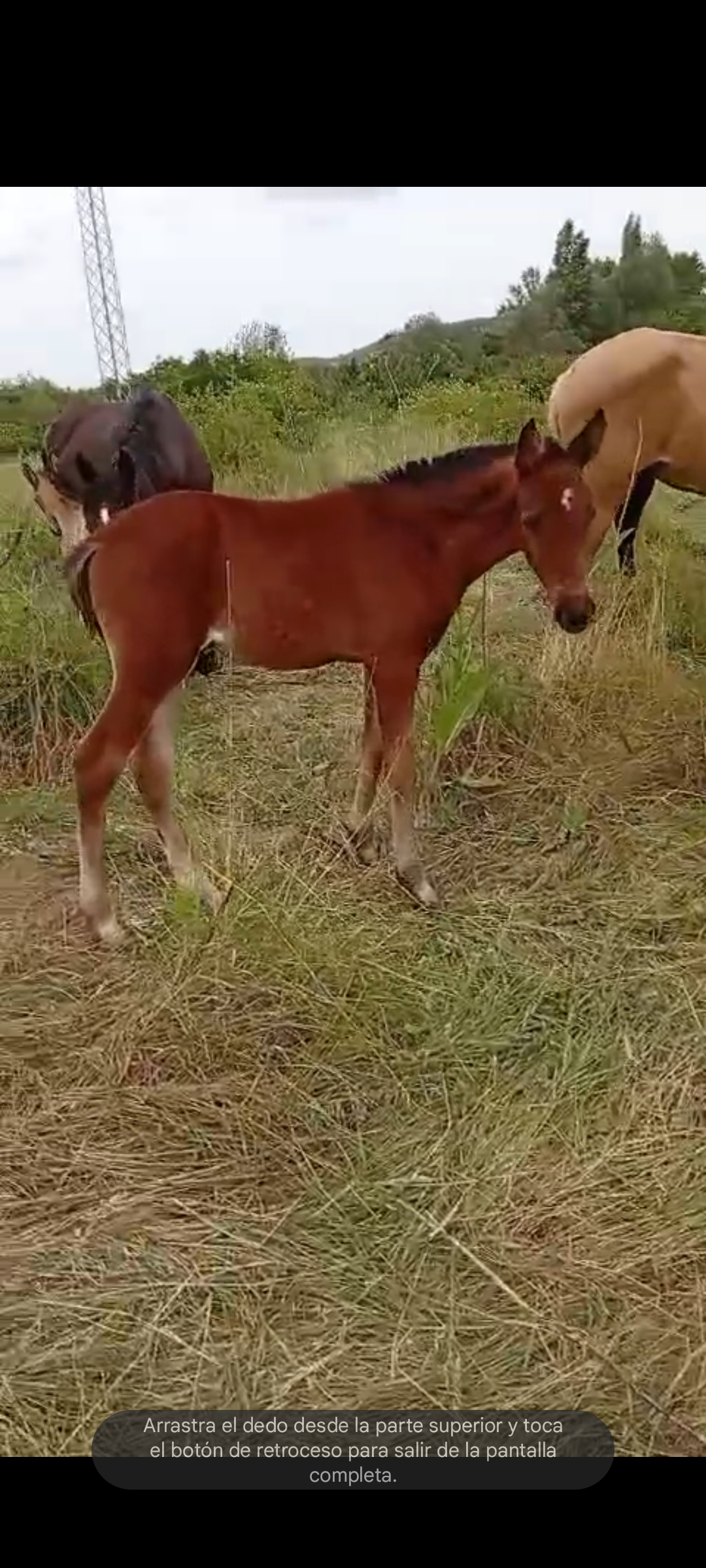 Potros en venta.precio a convenir.