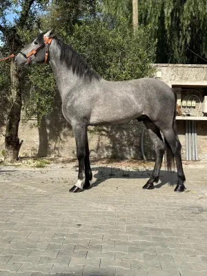 Venta potro 30 meses origine MIGEL BOHORQUEZ hijo de PERDIGRON XXI