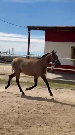 Potra con 8 meses