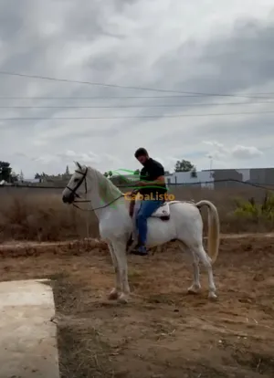Caballo noble puraraza española