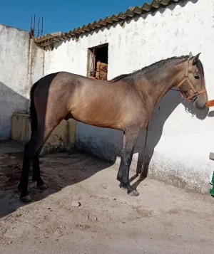Vendo potro PRE