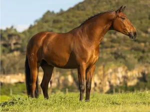 Semental Lusitano con buen carácter en Venta