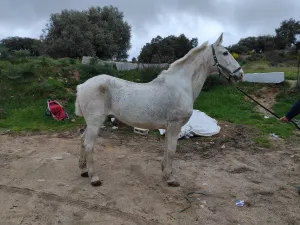 SE VENDE CABALLO