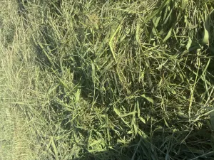 heno de pradera