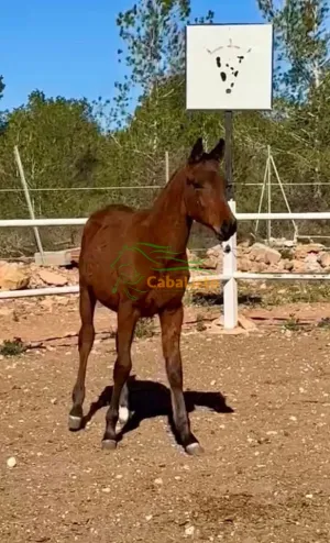 Holandés con árabe el castaño