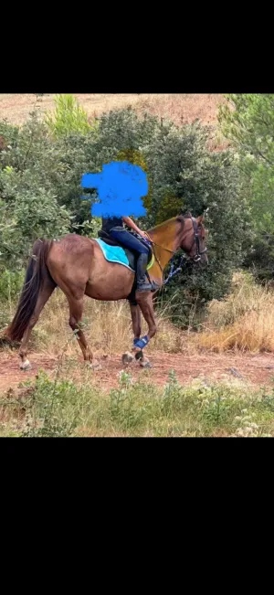 Cedo caballo