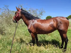 Vendo cambio yegua