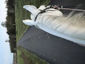 SEMENTAL PRA EGIPCIO