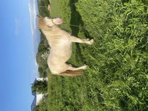 se vende yegua