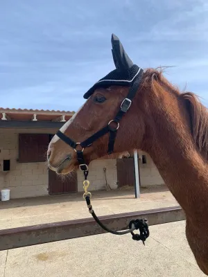 Caballo pura sangre ingles