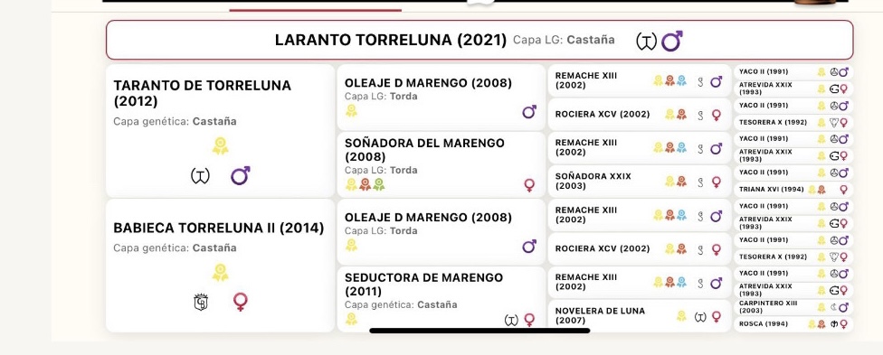 SEMENTAL PRE LARANTO TORRELUNA 171cm 2025