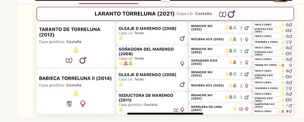 SEMENTAL PRE LARANTO TORRELUNA 171cm 2025