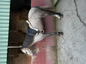 Potro PRE