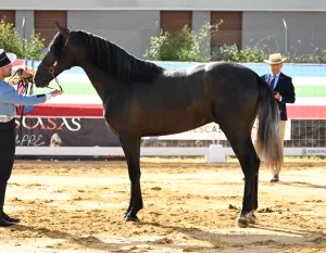 Potro PRE 2 años