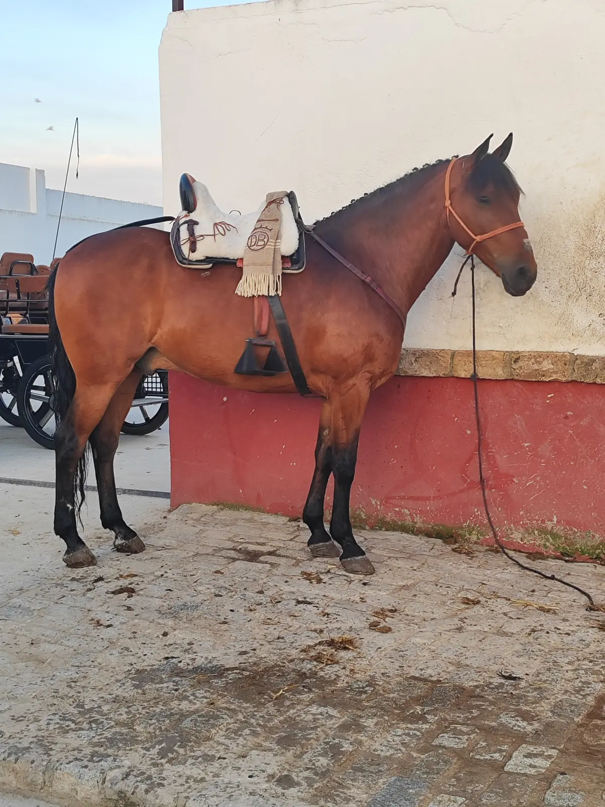 Caballo manso y servicial, montado y enganchado.
