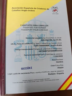 Potra angloarabe con papeles