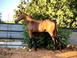 Potro bayo con 6 meses