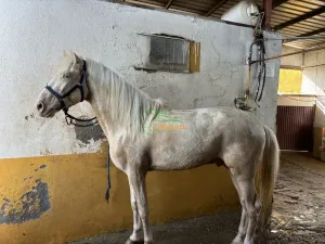 Venta