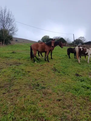 potros enteros