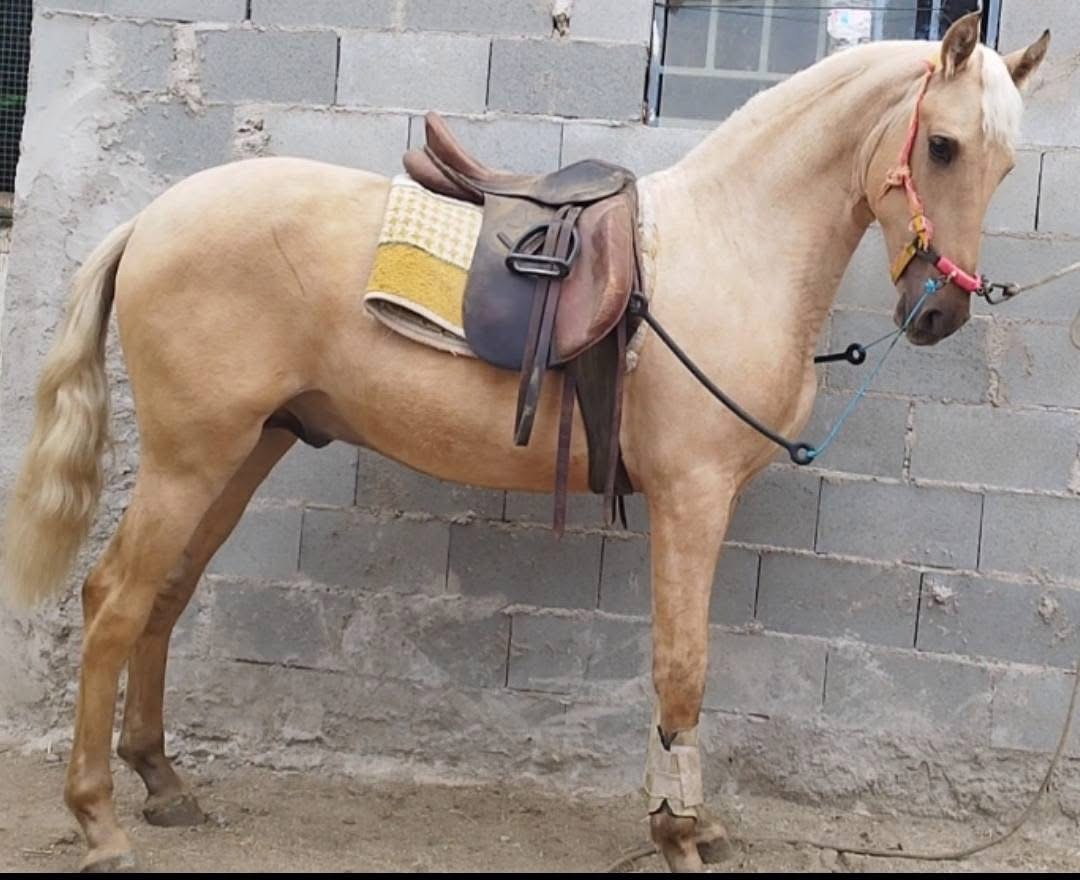 Dos potros color perla en venta – 6 y 16 meses