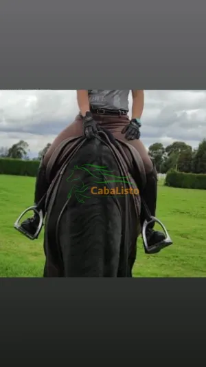 Tu pasión por la equitación merece lo mejor: Botas de cuero personalizadas.