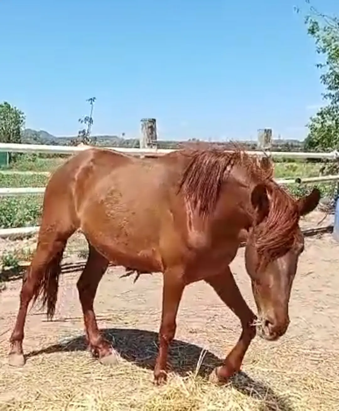 Potra pre alazana limpia