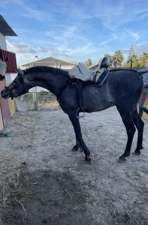 Caballo árabe egipcio entero