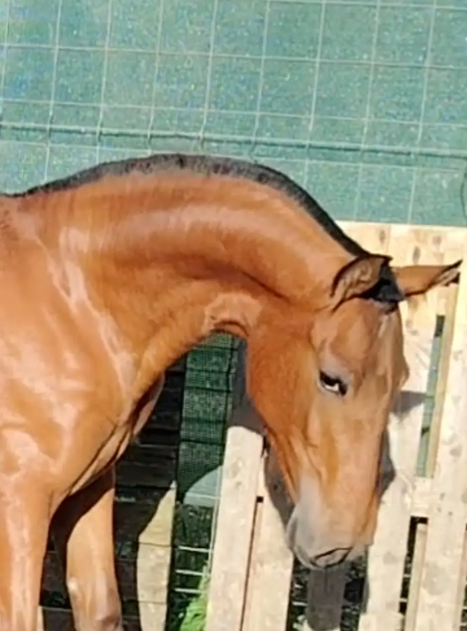 Potra PRE con gen 🧬 de isabelo