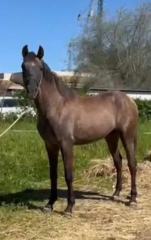 Potro pre 20 meses tordo con PRL