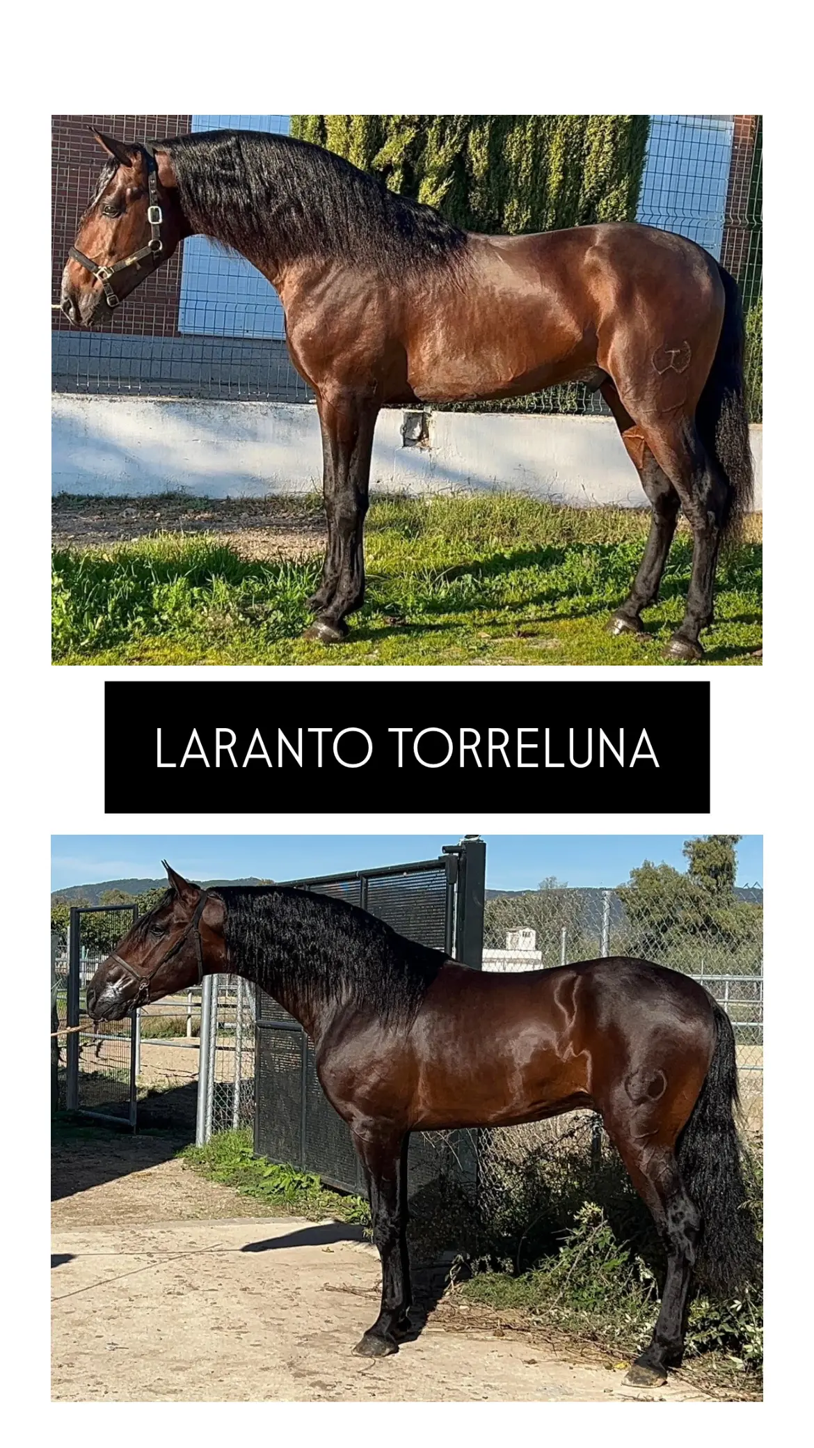 SEMENTAL LARANTO TORRELUNA