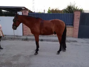Pre enganchado y montado