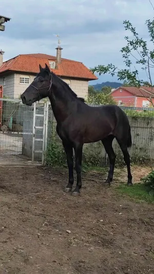 Se vende