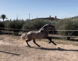 Caballo pura raza española