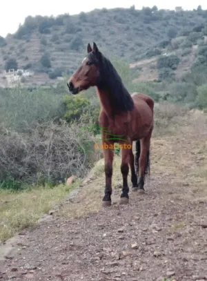 Hispano percheron 12 años castrado muy noble