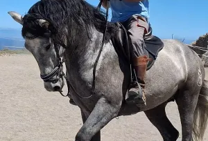 caballo PRE tordo entero